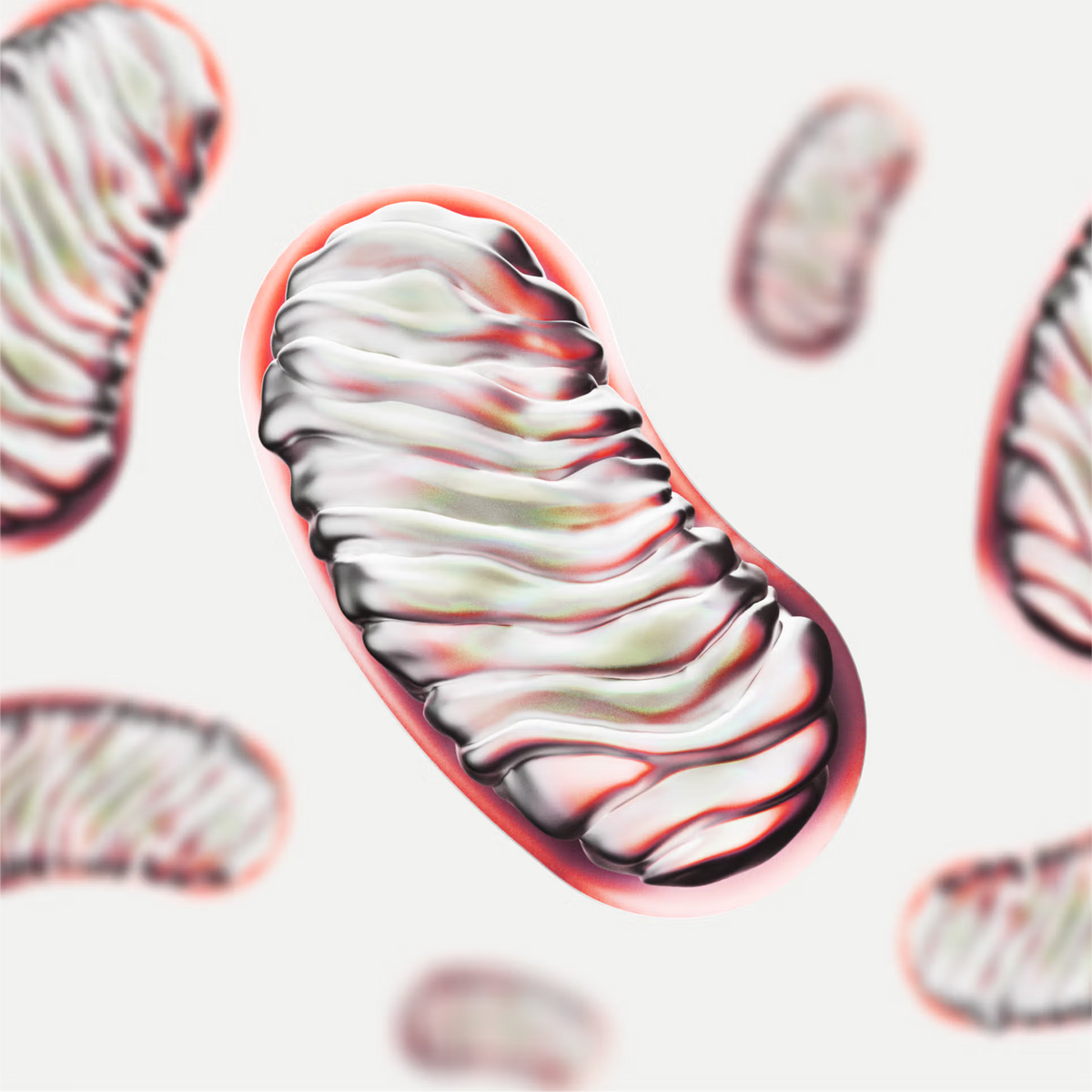 New healthy mitochondria
